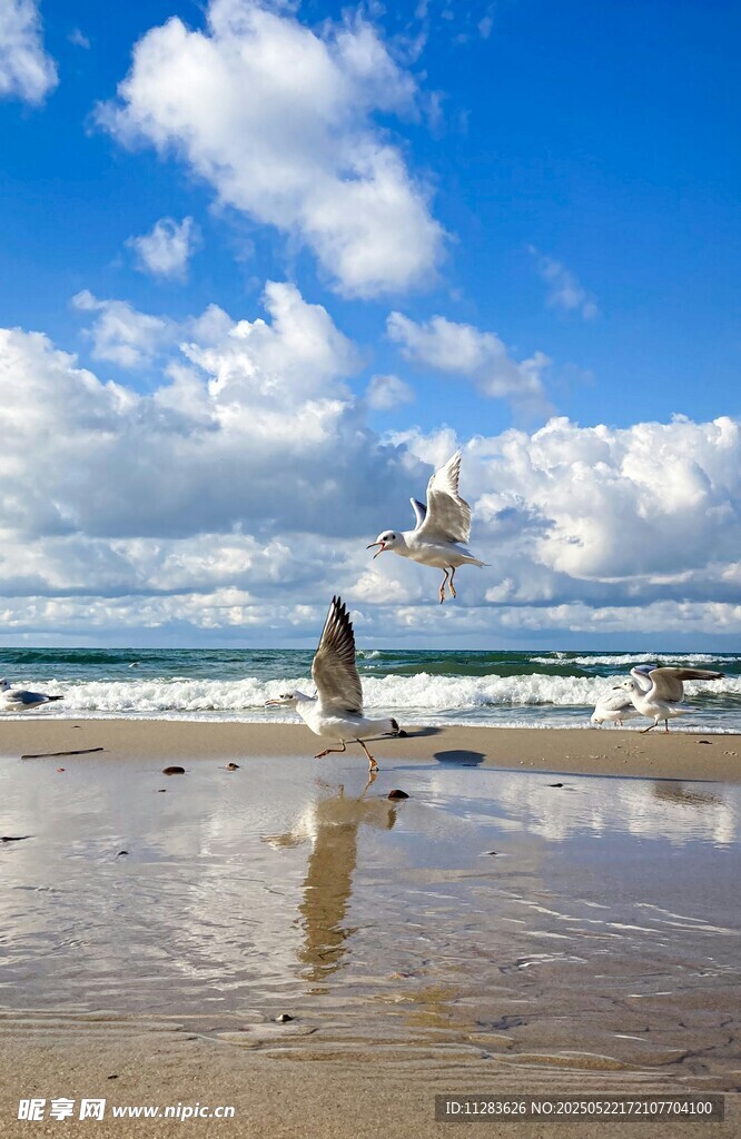海边的海鸥