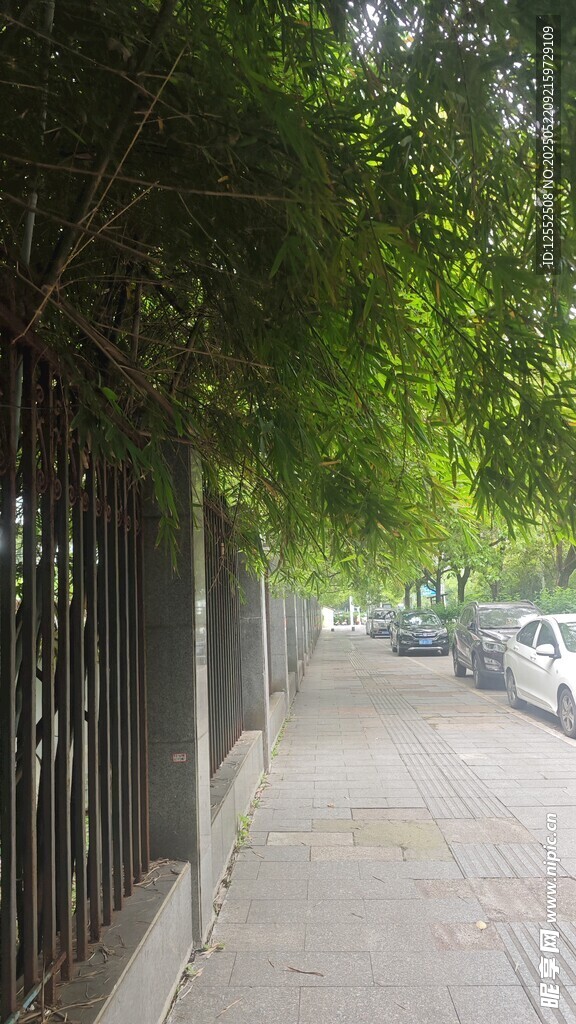 绿荫下的静谧街道