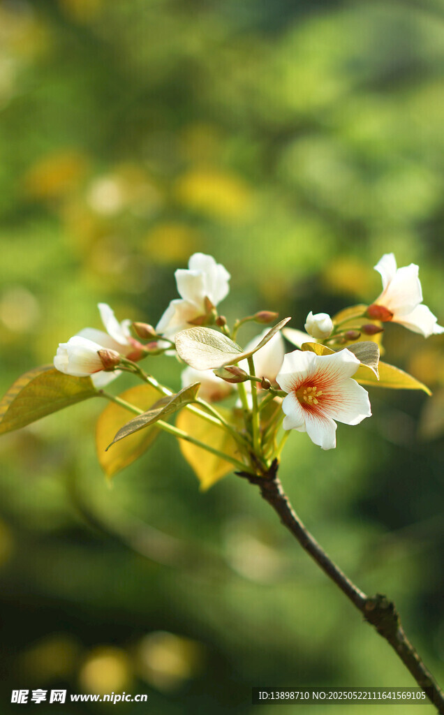 花