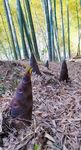 笋尖