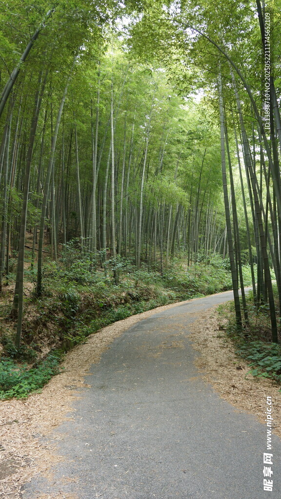 竹林