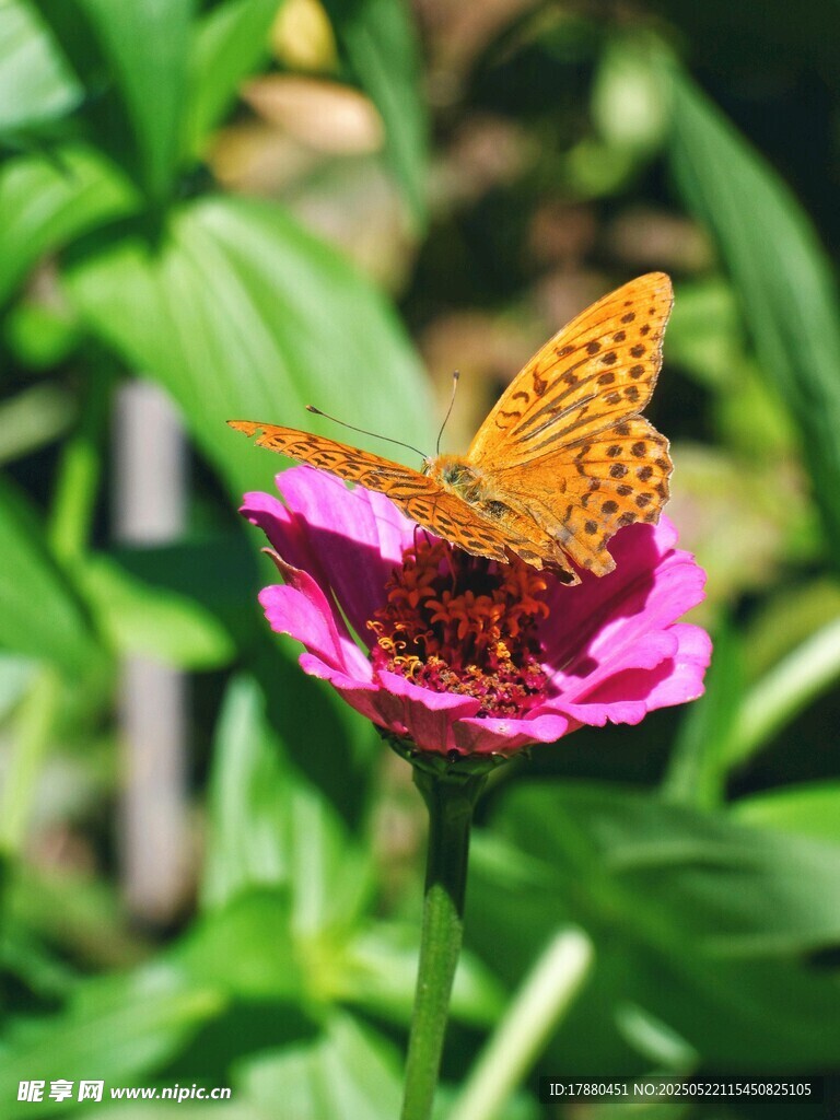 蝴蝶