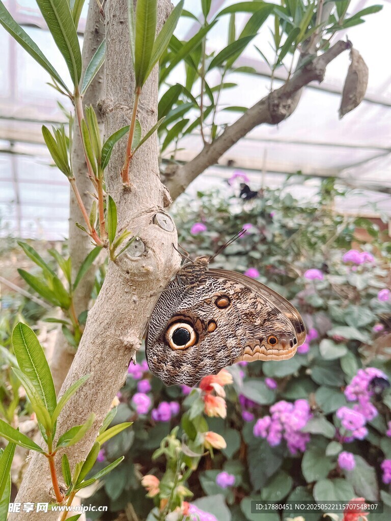 蝴蝶