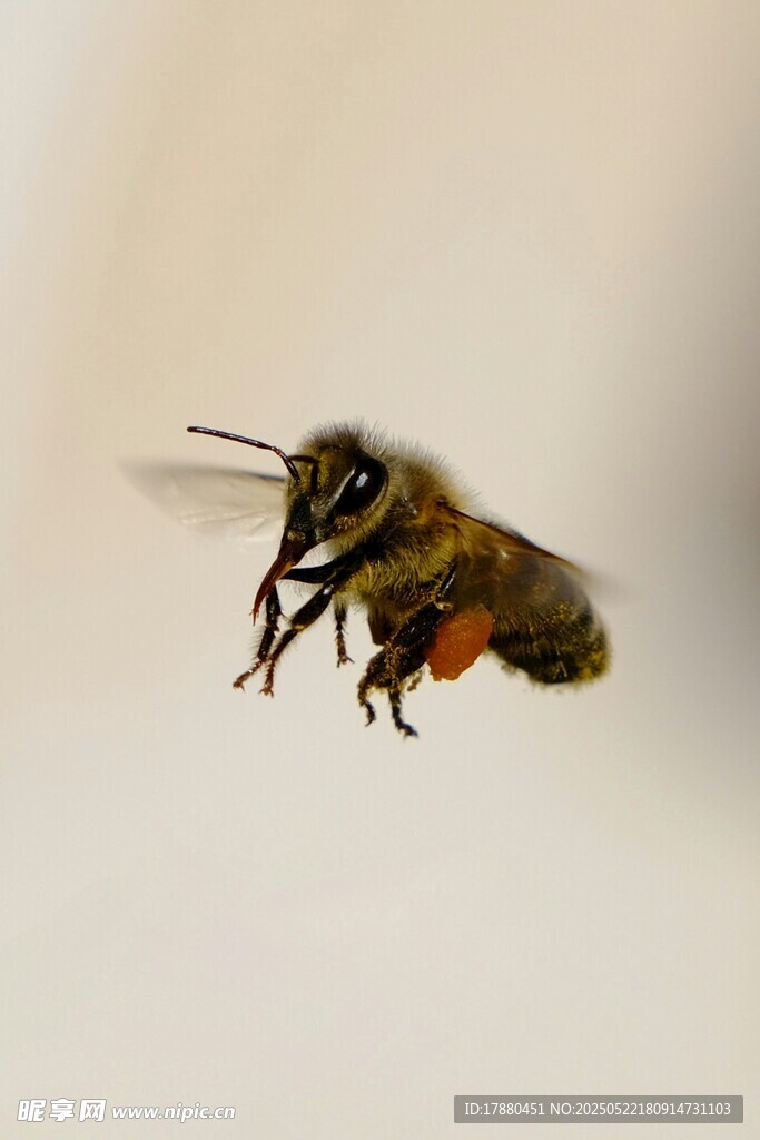 蜜蜂