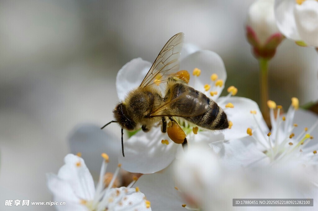 蜜蜂