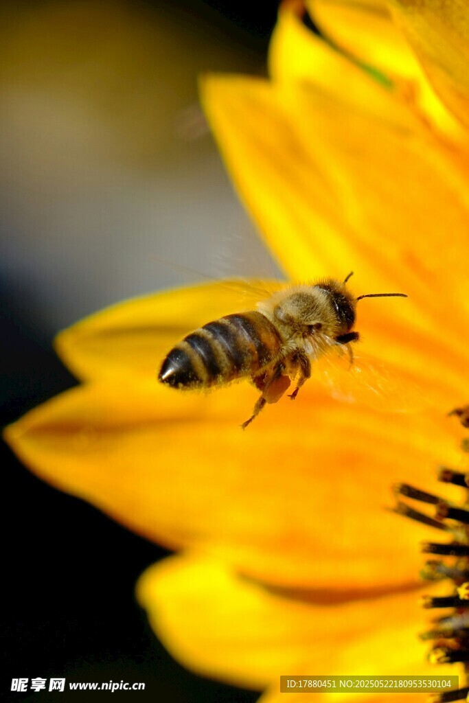 蜜蜂