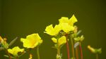 黄花酢浆草