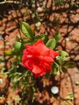 石榴花