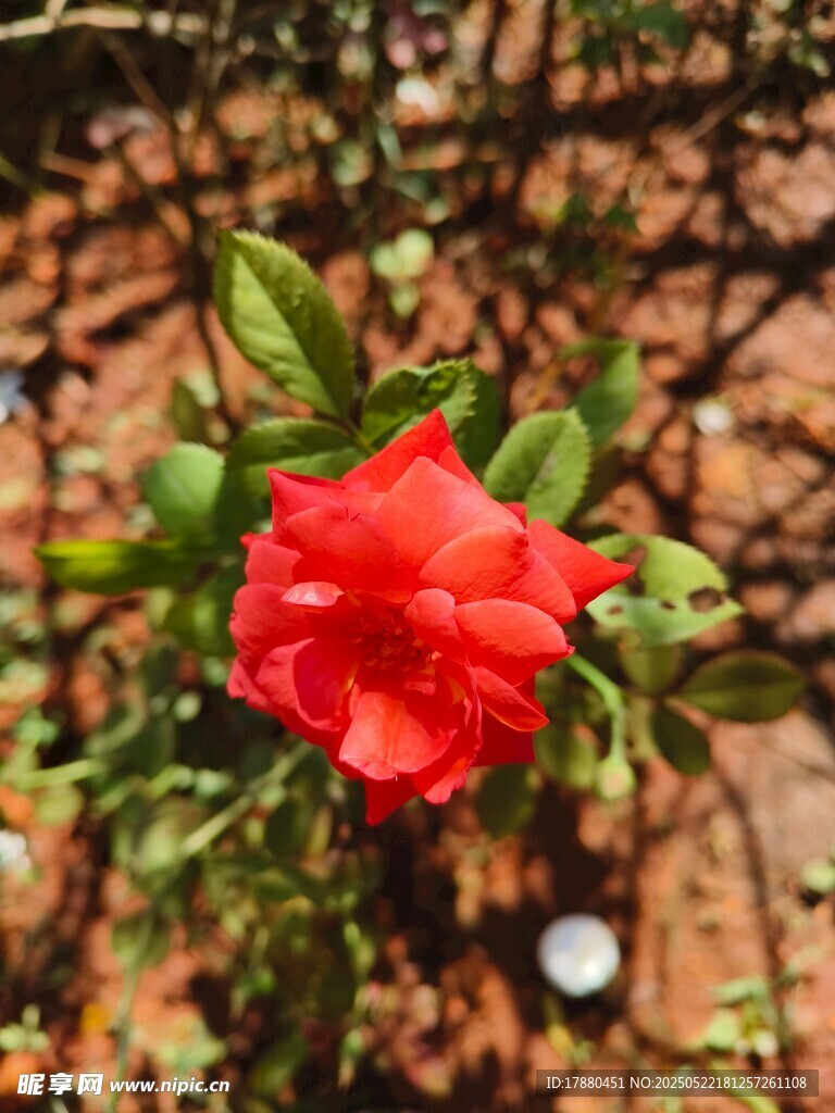 石榴花
