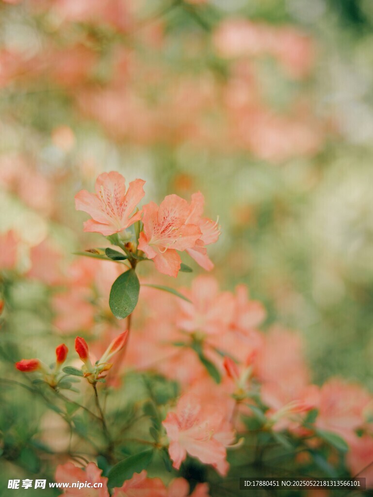杜鹃