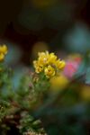 阔叶草花