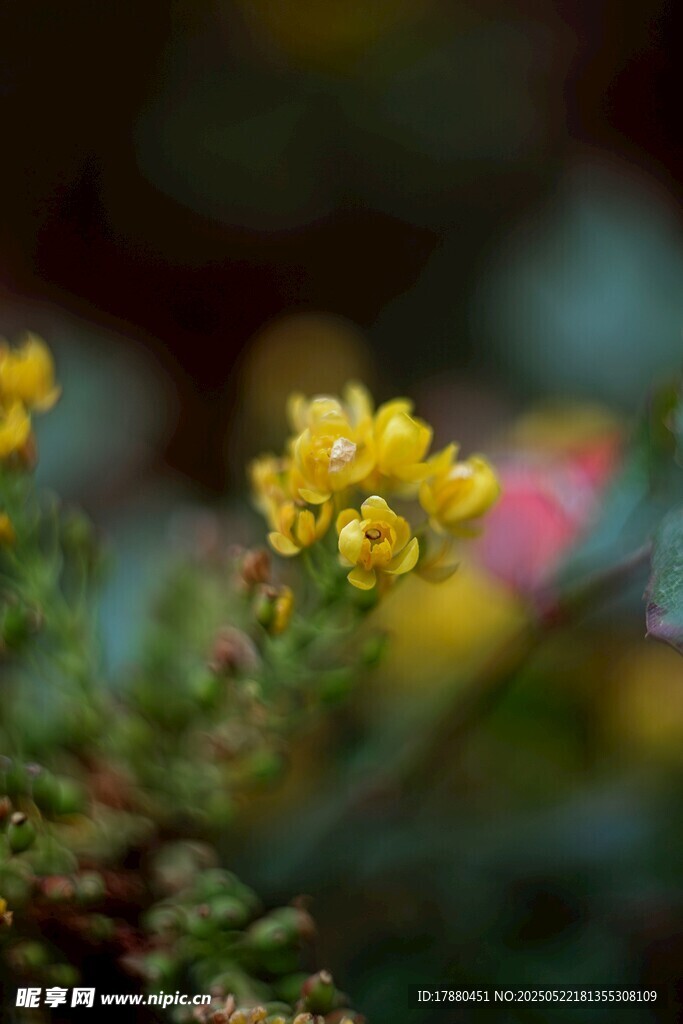 阔叶草花