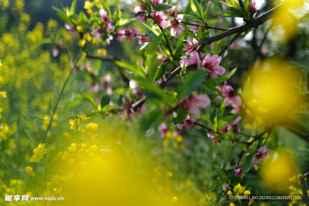 桃花