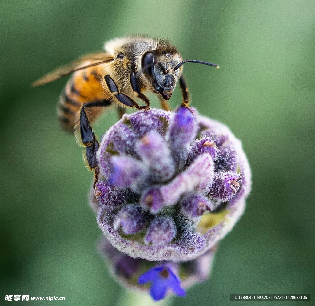 蜜蜂