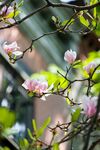 玉兰花