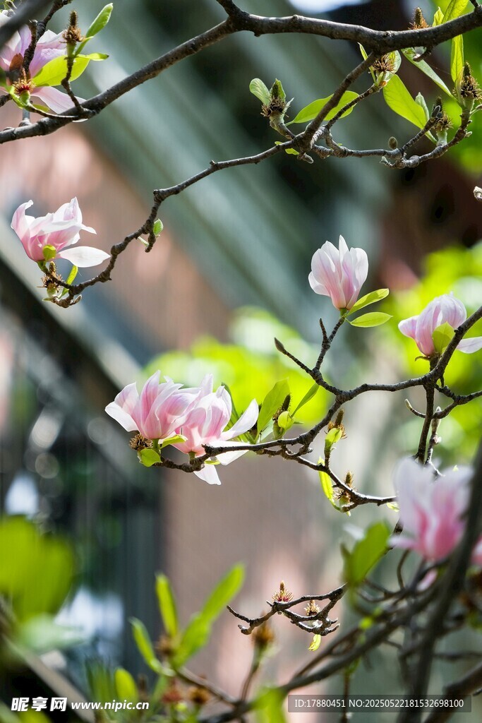 玉兰花