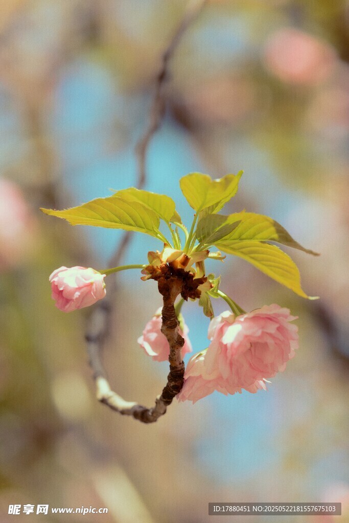 樱花