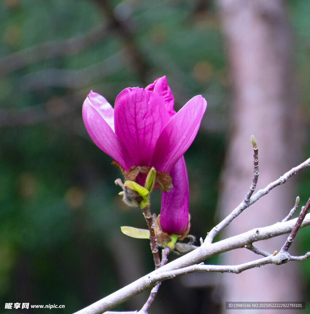 鲜花植物花朵
