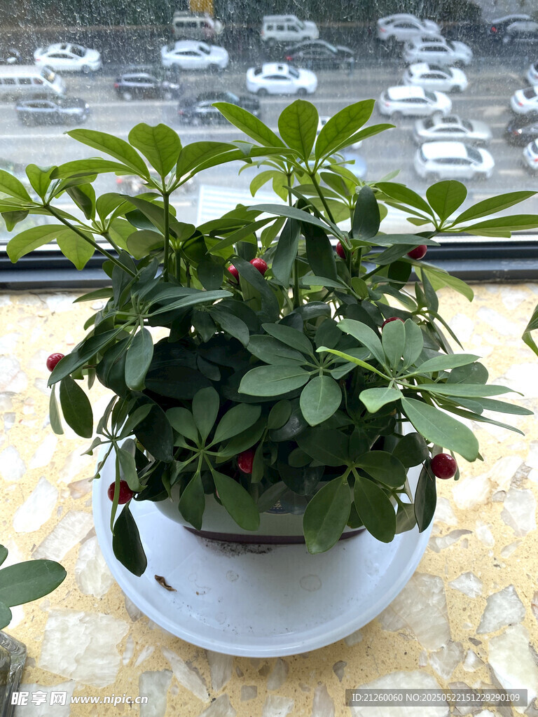 盆栽绿植果实点缀生机