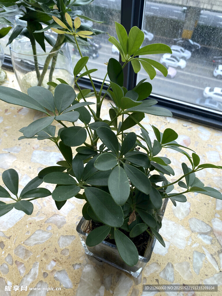 窗边绿植盆栽
