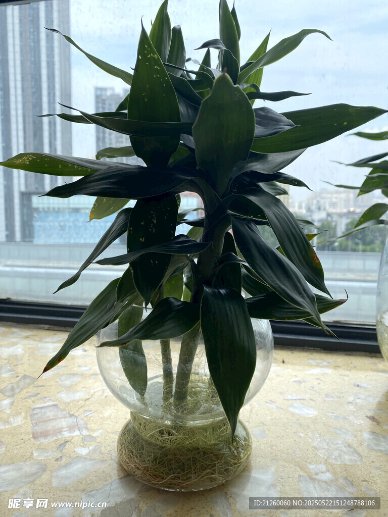 富贵竹