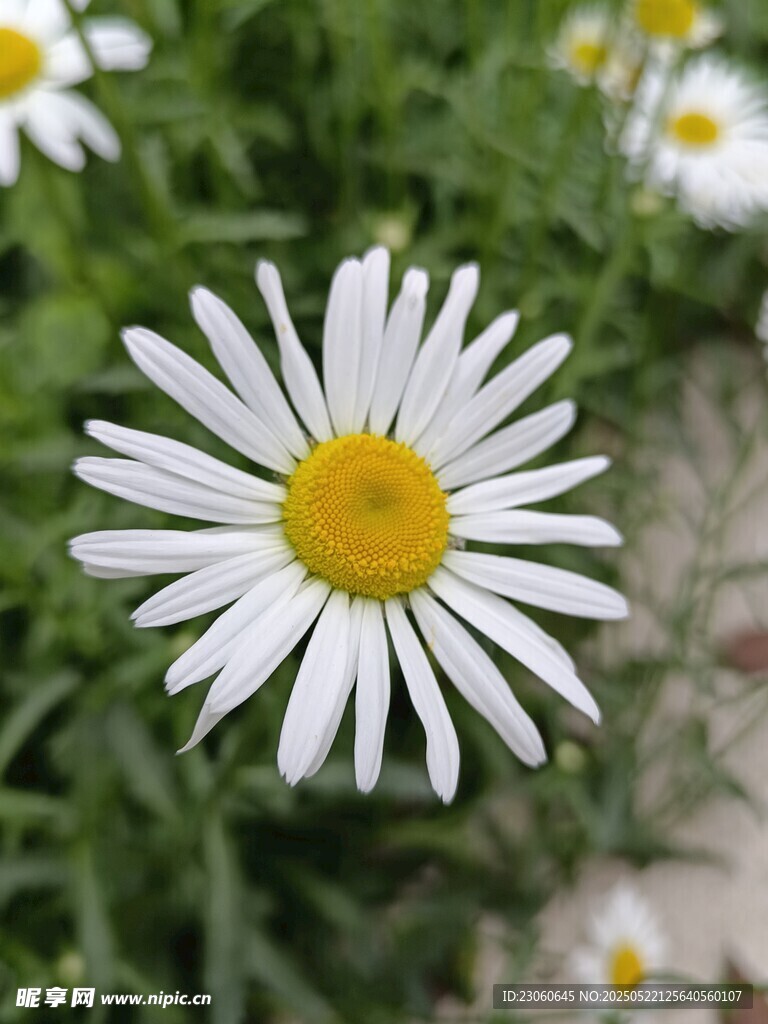 白色雏菊绽放于绿意间