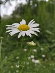 田野中的清新小白菊