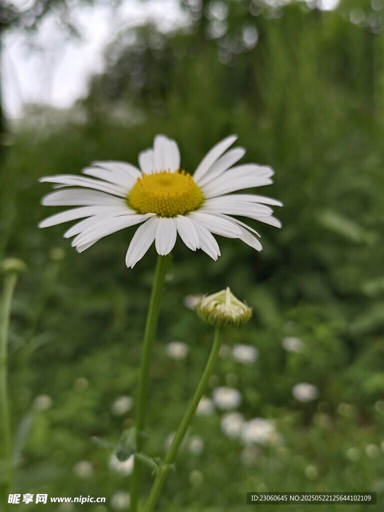 田野中的清新小白菊