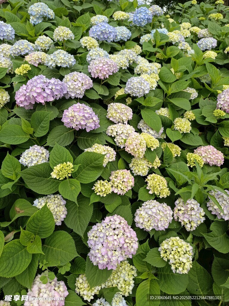 多彩绣球花绽放
