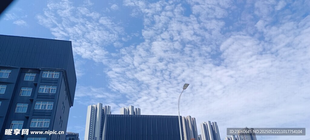 城市上空飞鸟与高楼景象