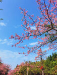 春日繁花枝头绽