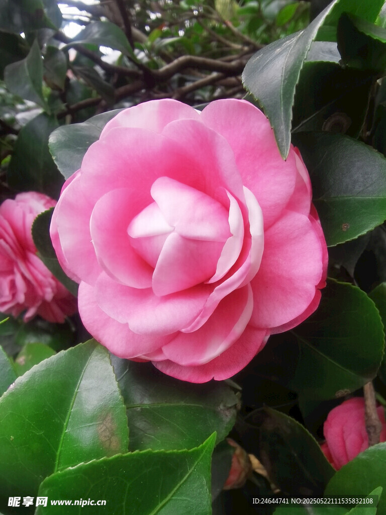 娇艳粉色山茶花绽放
