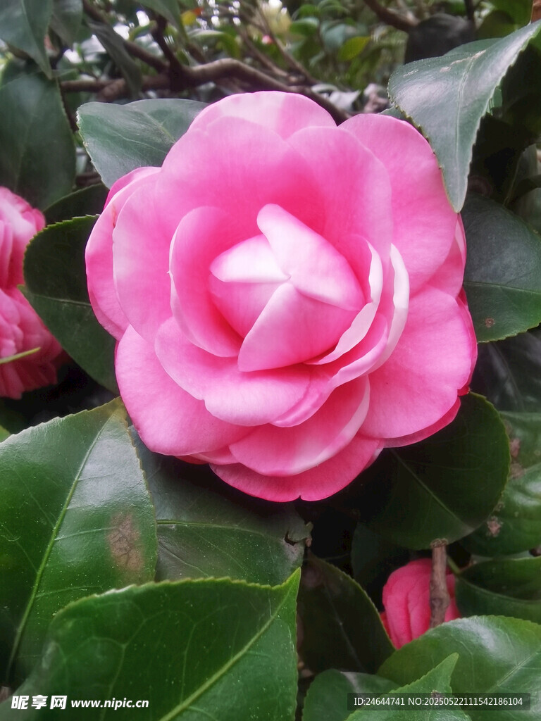 娇艳粉色山茶花绽放
