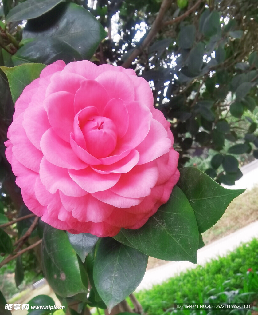 娇艳粉色山茶花特写