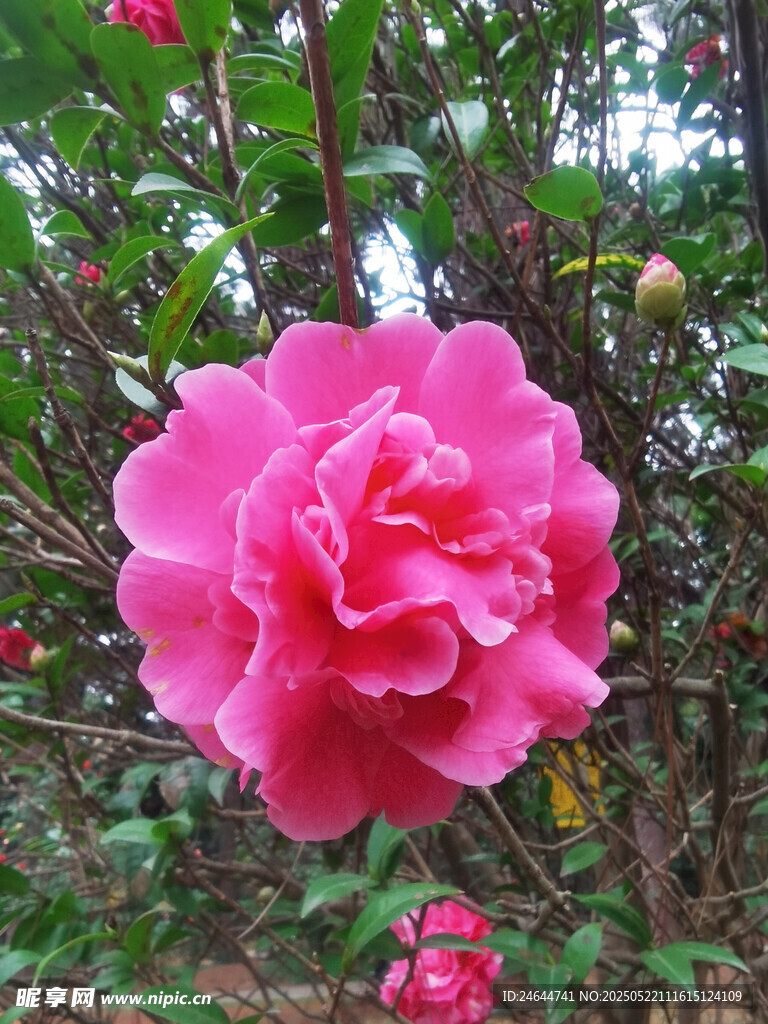 娇艳盛开的粉红色山茶花