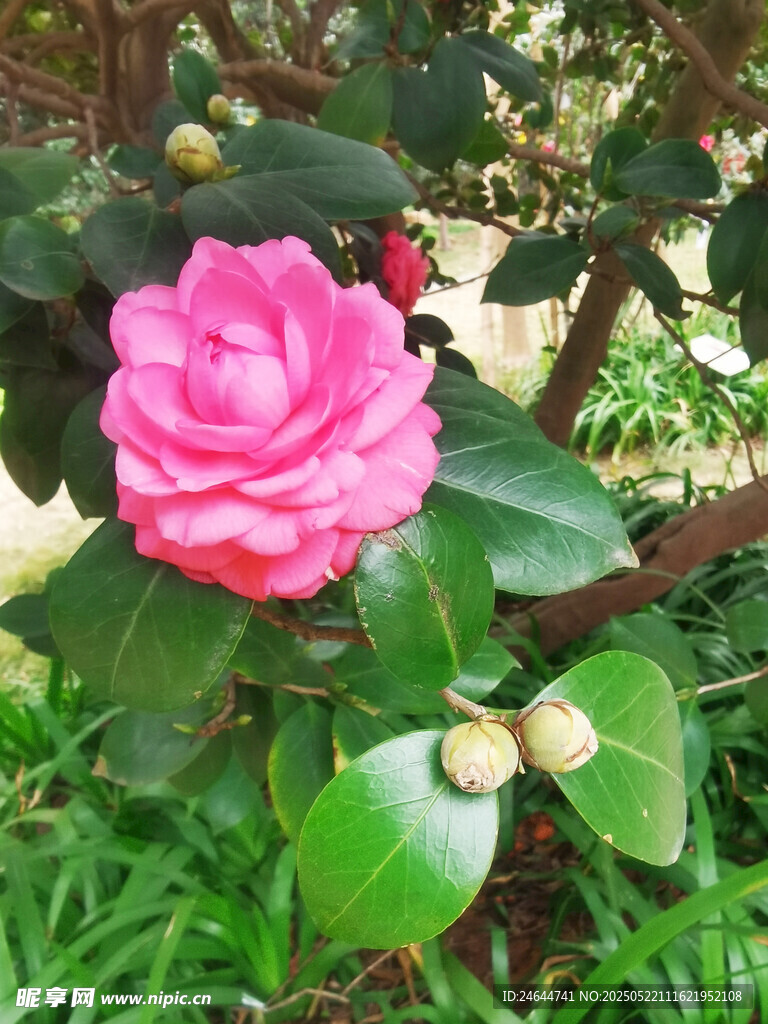 娇艳山茶花绽放绿叶间