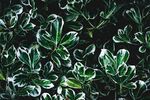 墨绿叶片植物特写