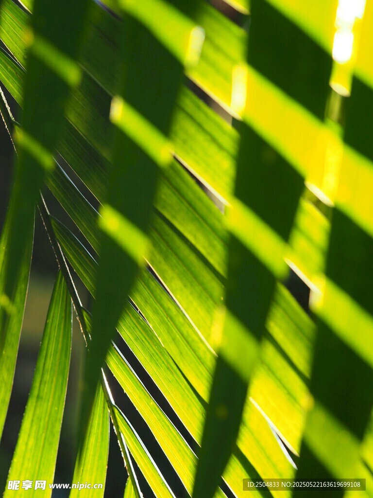 阳光下的翠绿棕榈叶