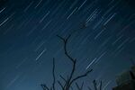 夜空星轨下的枯树枝桠