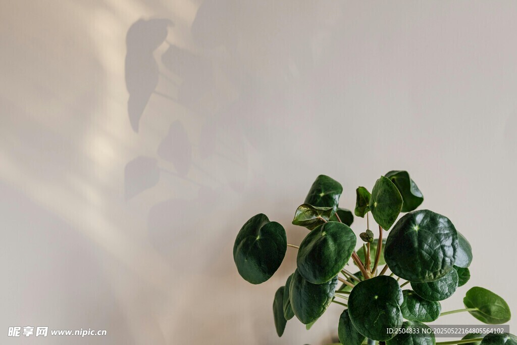 墙边绿植生机盎然