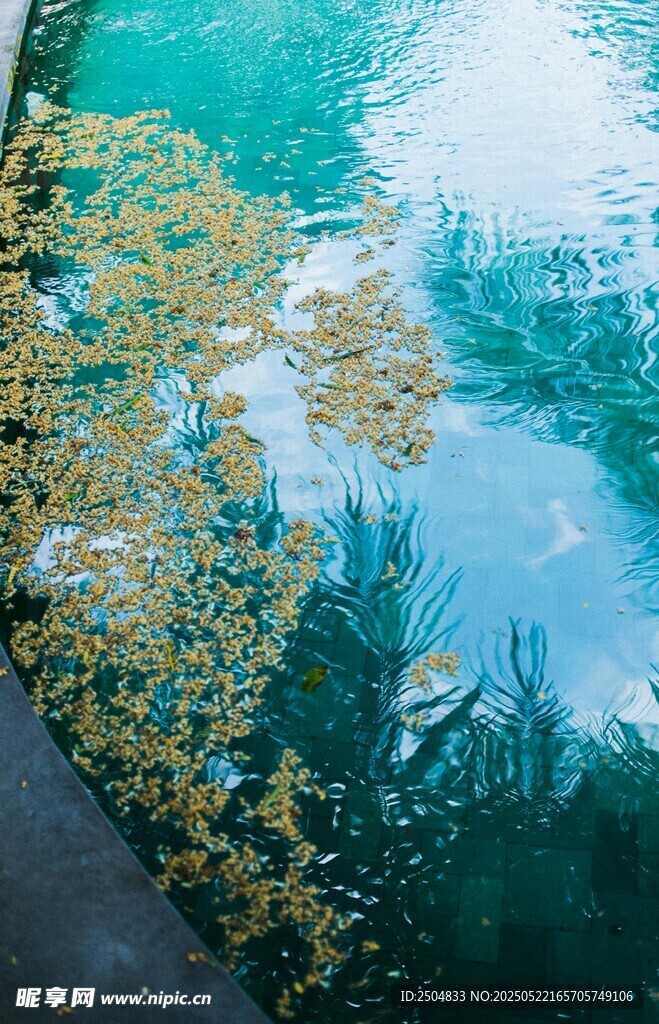 水面漂浮的金黄落叶