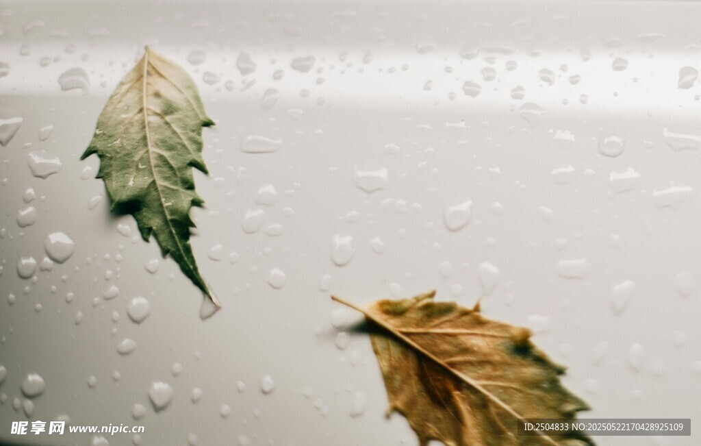 雨幕中的枯叶