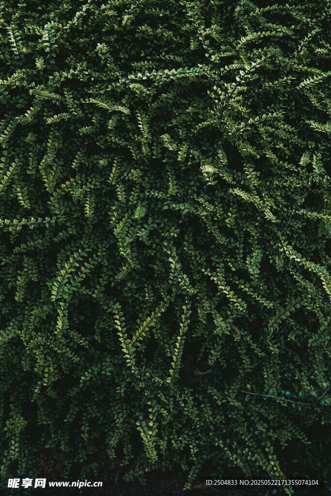 茂密绿植景观