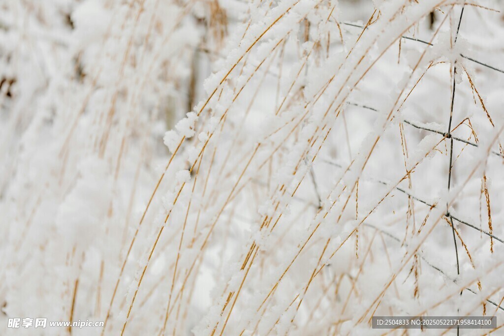 冬日覆雪的纤细芦苇