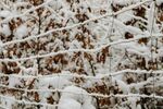 雪覆枯枝景象
