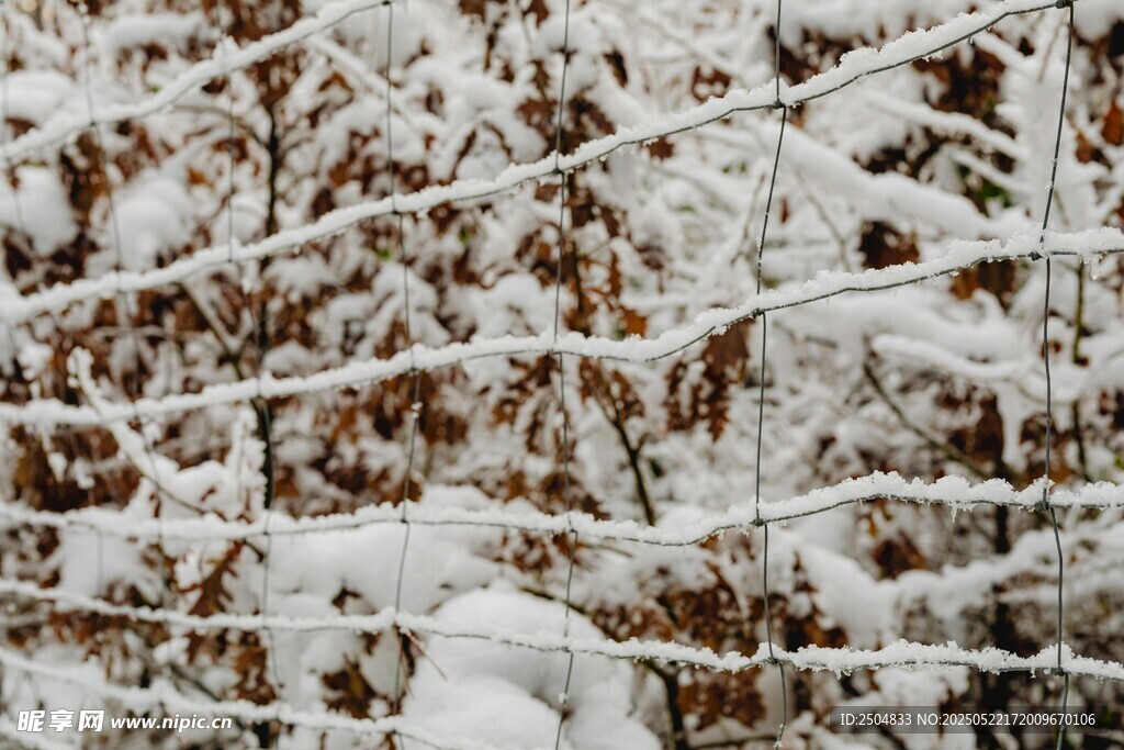 雪覆枯枝景象