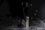 暗夜中的瓶花静物