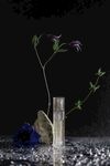 瓶中花与蓝玫瑰的静谧美