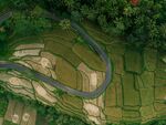 俯瞰蜿蜒于梯田间的公路