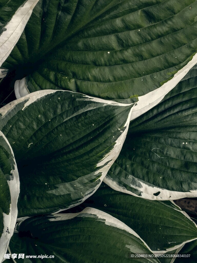 翠绿玉簪叶纹理清晰